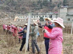 岚皋：农业园区抢抓有利时节复工复产