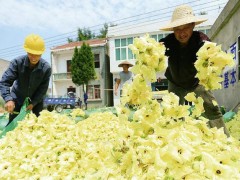 花开脱贫路