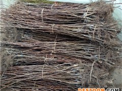 一公分爱宕梨树苗报价表格、爱宕梨树苗批发零售