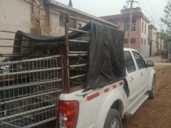 野兔养殖 散养野兔 野兔价格 野兔 野兔活体包邮 野兔批发