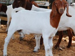 波尔山羊养殖波尔山羊波尔山羊厂家直销1