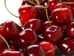 恒达园艺 美早樱桃苗 供应樱桃苗 美早樱桃苗 樱桃苗价格 优质樱桃苗批发