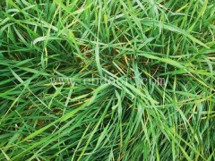 养蝗虫-蝗虫养殖大棚怎么建-山东大昆(推荐商家)