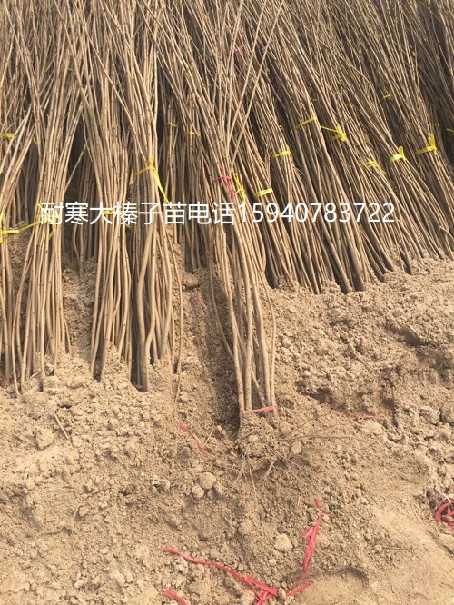 榆林高产大榛子辽宁榛子种植技术