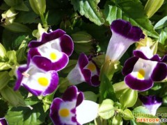 夏槿种植基地-想要优惠的夏瑾就来卓益花卉