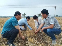 鹤壁市农业农村局反省督导岐山县夏播义务  -宝鸡鹤壁市农业农村局