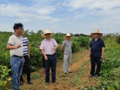 江西省农业技术推行总站到进贤县指点红薯消费任务