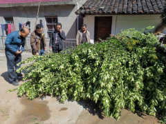 外地购苗风险大 植物检疫不可少