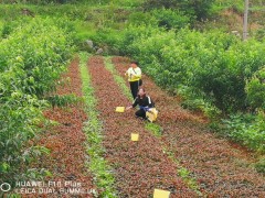 新技术研讨、示范推行助力产业安康展开  ——晋中市农技站在黔西县大兴社区展开绿色防控实验、示范