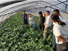 省特粮特经体系淮安示范推行基地展开设备鲜食大豆消费调研