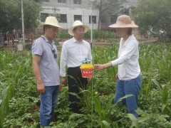 省植保总站到我鹤壁市督查草地贪夜蛾监测防控义务