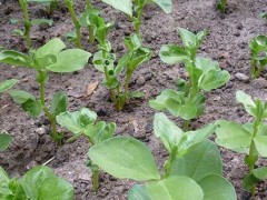 蚕豆种植技术及病虫害防治措施