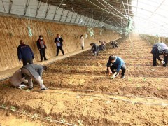 蔬菜基地用工难  党员干部来援助——鹤壁市果菜中心在蔬菜园区展开党日活动-宝鸡鹤壁市农业农村局