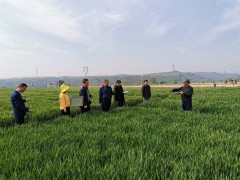 鹤壁市种子义务站积极展开小麦品种抗锈性调查-宝鸡鹤壁市农业农村局