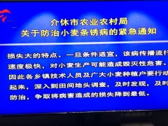 晋中晋中市植保站在介休展开小麦条锈病调查与防治技术指点