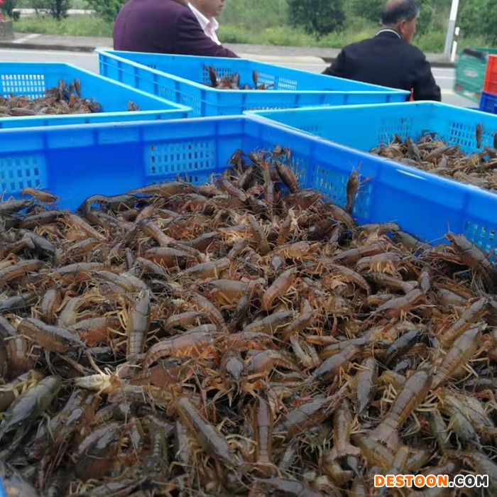 龙虾基地 龙虾养殖 龙虾养殖基地 小龙虾 小龙虾养殖