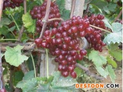 【夏日阳光葡萄】红芭拉蒂=红芭拉蒂葡萄——一边倒葡萄