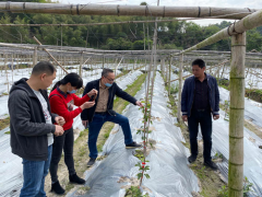 市经作站展开百香果冻害调研及冻后技术指点效力