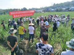 勐海县甘蔗技术推行站展开现场培训会