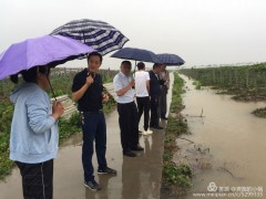 涟水县促展办敦促保险公司加快展开遭受暴雨袭击农作物定损理赔义务