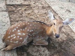 瑞祥 出售梅花鹿 鹿肉梅花鹿 梅花鹿养殖 电话议价