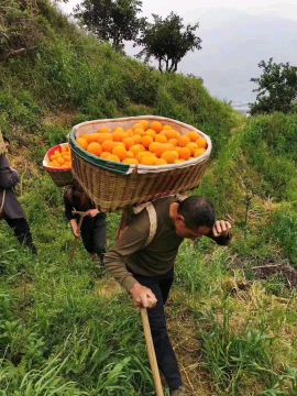 [供]秭归伦晚春橙！产地直发！口感甜！果肉细腻！