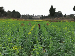 旌阳区万亩油菜制种基地为乡村复兴注入强心剂