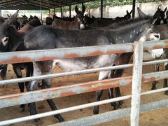 肉驴价格 金良 驴 毛驴 改良肉驴 德州驴 肉驴苗 肉驴驹 肉驴养殖厂家 肉驴厂家  山东肉驴养殖基地  具体价格面议