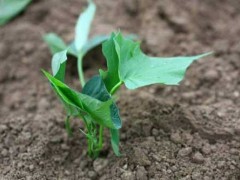 红薯种植技术及田间管理与采收