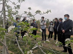 白水：深圳丰农控股西农网上实验站项目组来我县白水苹果实验站调研