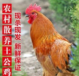 [供]正宗陕西山地散放土公鸡母鸡4-7斤30000只批发