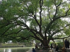 辽阳“晋中市树”“晋中市花”是什么，你知道吗？