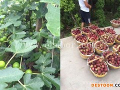 无花果苗销售-广东无花果-小叶无花果苗木基地