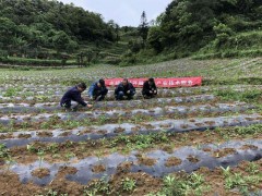 晋中市经作站“技术培训+实验示范”完成辣椒效力零距离