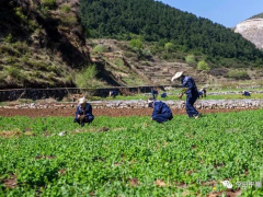 平顺党参实验示范基地引领农业绿色开展