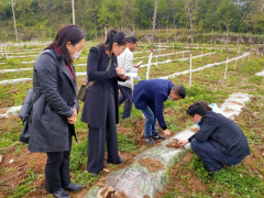 织金县：农技助力抗寒潮，把脉问诊入田间