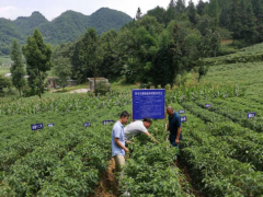 晋中市经作站农技效力人员深化辣椒种植基地展开产业效力义务