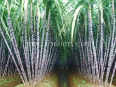 红皮甘蔗苗基地-红皮甘蔗苗-雪原农业科技种子好