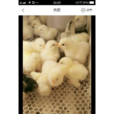 [供]生长快，鸡苗保满品种优良欢迎订约，免费送货