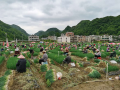 织金县上坪寨乡:“党支部+公司+基地+协作社+农户”展开香葱产业带动农户脱贫致富