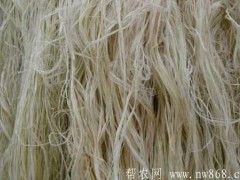 苎麻种植栽培技术及病虫害防治措施