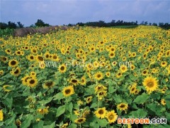 二月蓝花种价种植基地(图)-百日草花种厂家-昆明百日草花种