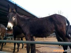 乌头驴 德州驴 肉驴厂家  肉驴厂家 肉驴苗