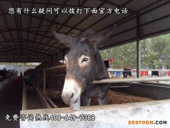 肉驴价格  肉驴养殖 肉驴苗 肉驴养殖利润