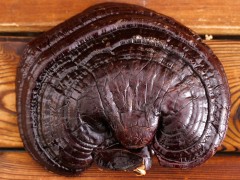 灵芝头道灵芝长白山灵芝片有灵芝