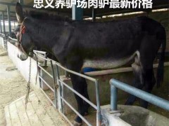 肉驴  肉驴价格 肉驴 育肥肉驴的利润