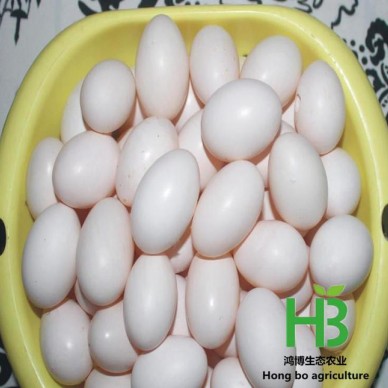 鸽子种蛋销售价格 出售孵化鸽子种蛋销售价格 出售种蛋鸽蛋