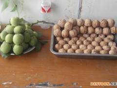 直销 鸿运牌 山核桃奶香味 120斤箱 推1广