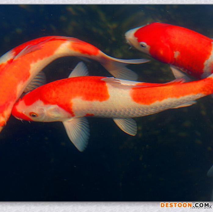 供应  锦鲤鱼苗批发  台州蓬展 锦鲤鱼苗