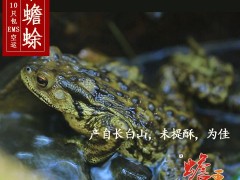 野生蟾蜍  活体富硒蟾蜍10只装，蟾蜍治癌实例